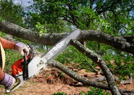 Hansen, ID Tree Services Company