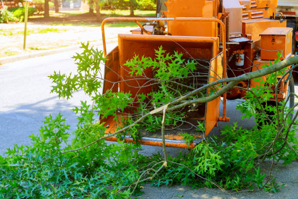 How Our Tree Care Process Works  in  Hansen, ID