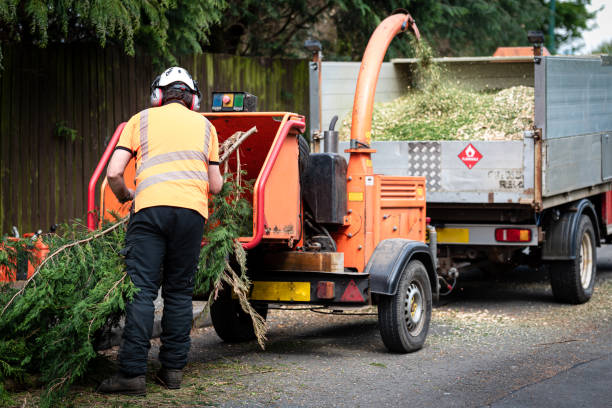 Best Commercial Tree Services  in Hansen, ID