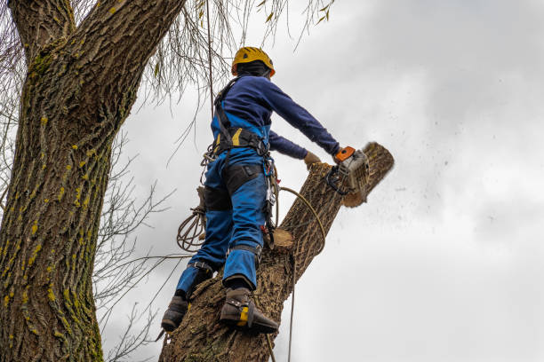  Hansen, ID Tree Services Pros