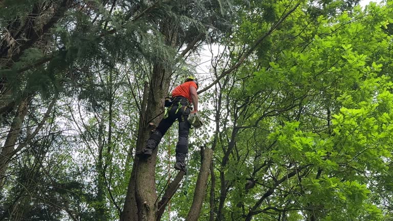Best Tree Trimming and Pruning  in Hansen, ID