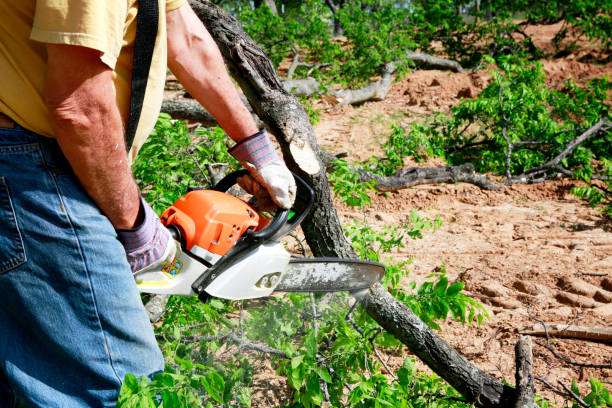 Best Arborist Consultation Services  in Hansen, ID